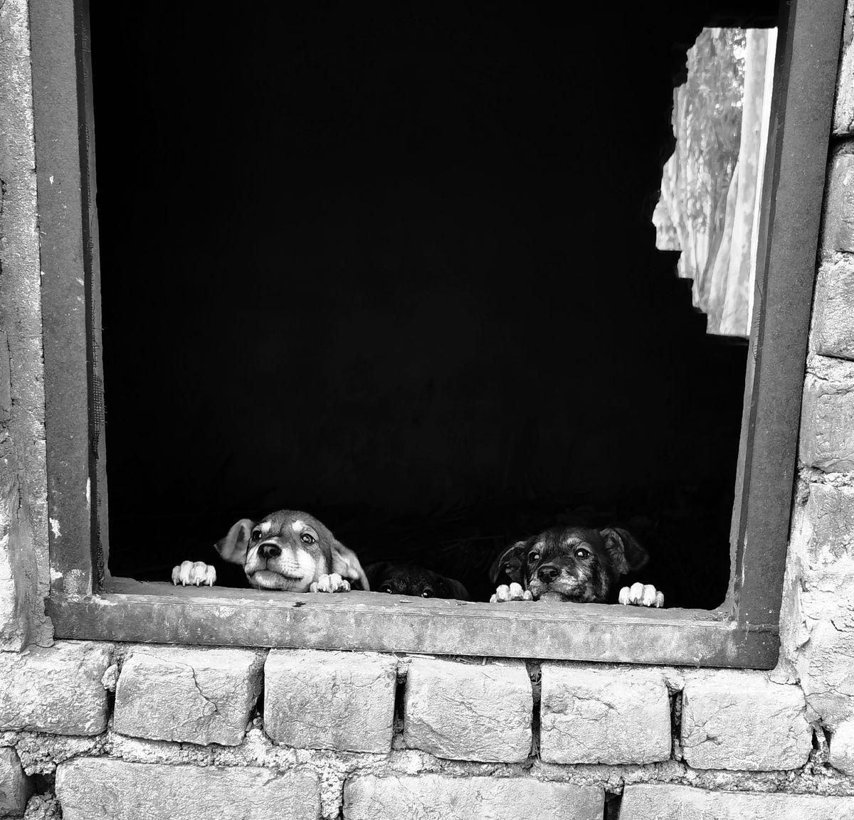 Lola la săptămâna 1
