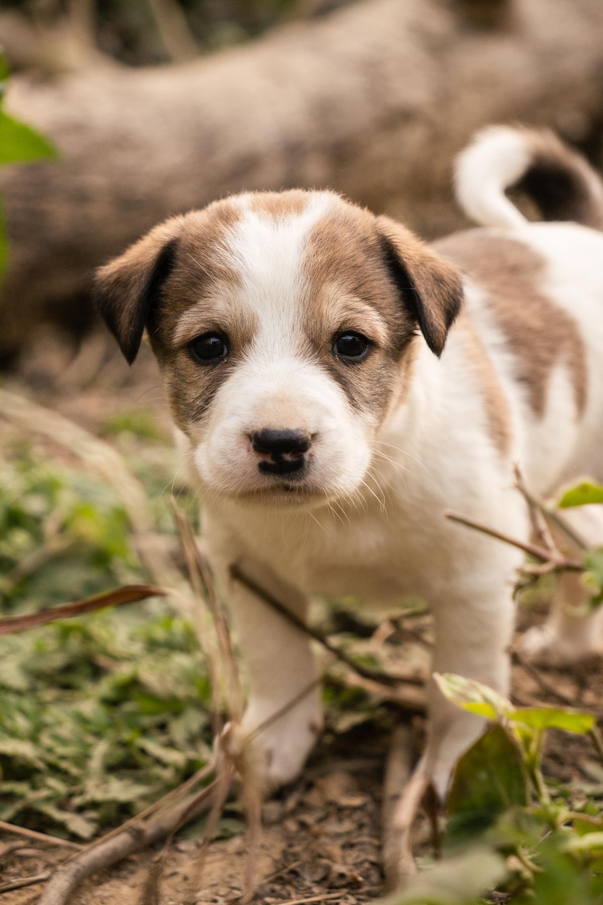 Pufi, Beagle, la crescătorie